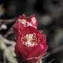 IMG_0977