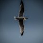 IMG_1080